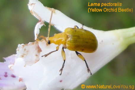 12 lema pectoralis