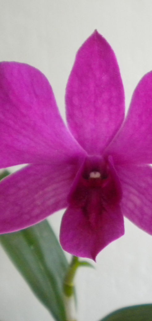 12 orchid 04