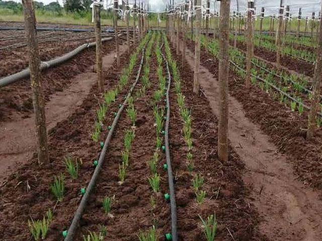 14 big onion 01