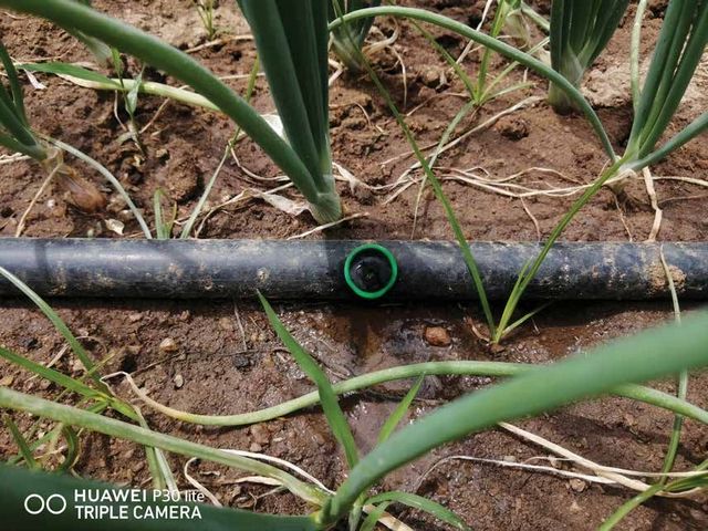 14 big onion 01