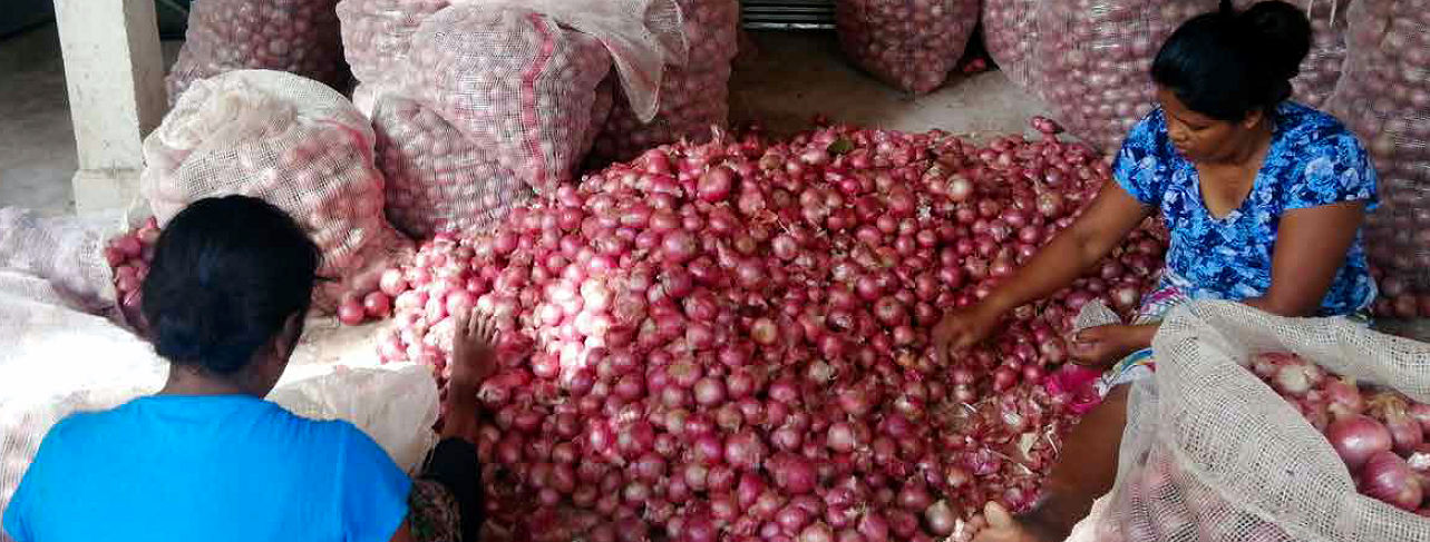 14 big onion 02