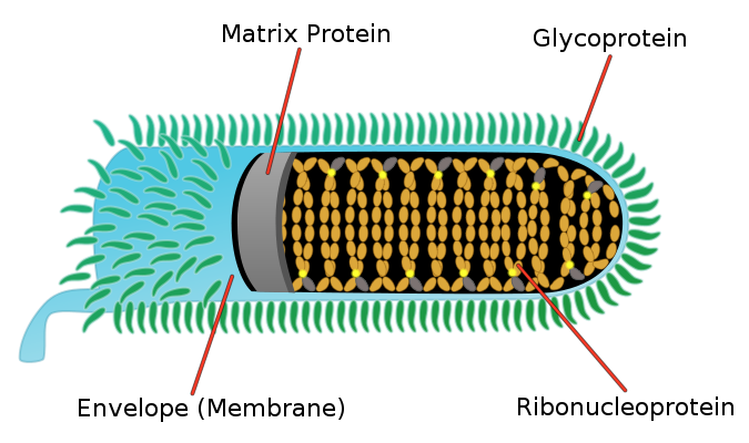 5 rabies virus longitudinal