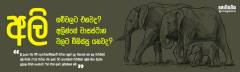 අලි ගම්වලට එනවද ? අලින්ගේ වාසස්ථාන වලට මිනිස්සු යනවද ?