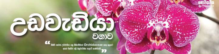 උඩවැඩියා වගාව