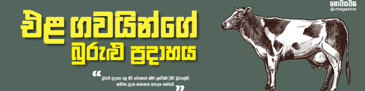 එළ ගවයින්ගේ බුරු,ලු ප්රදාහය