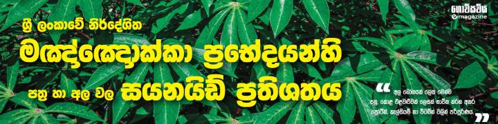 ශ්රී ලංකාවේ නිර්දේශිත මඤ්ඤොක්කා ප්රභේදයන්හි පත්ර හා අල වල සයනයිඩ් ප්රතිශතය